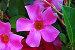 colour
