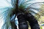 distinctive-specimens
