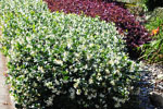 groundcovers