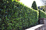 hedges