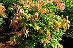 shrubs