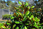 temperate-climate