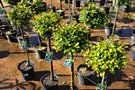 topiaries