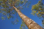 trees