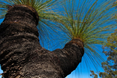 Grass trees representing biodiversity on our site